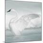 USA, Wyoming, Trumpeter Swan Stretches Wings on a Cold Winter Morning-Elizabeth Boehm-Mounted Photographic Print