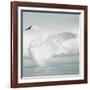 USA, Wyoming, Trumpeter Swan Stretches Wings on a Cold Winter Morning-Elizabeth Boehm-Framed Photographic Print