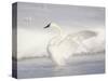 USA, Wyoming, Trumpeter Swan Stretches Wings on a Cold Winter Morning-Elizabeth Boehm-Stretched Canvas