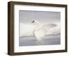 USA, Wyoming, Trumpeter Swan Stretches Wings on a Cold Winter Morning-Elizabeth Boehm-Framed Photographic Print