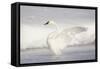 USA, Wyoming, Trumpeter Swan stretches wings on a cold winter morning-Elizabeth Boehm-Framed Stretched Canvas