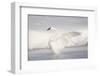 USA, Wyoming, Trumpeter Swan stretches wings on a cold winter morning-Elizabeth Boehm-Framed Photographic Print