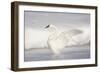 USA, Wyoming, Trumpeter Swan stretches wings on a cold winter morning-Elizabeth Boehm-Framed Photographic Print