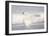 USA, Wyoming, Trumpeter Swan stretches wings on a cold winter morning-Elizabeth Boehm-Framed Photographic Print