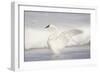 USA, Wyoming, Trumpeter Swan stretches wings on a cold winter morning-Elizabeth Boehm-Framed Photographic Print