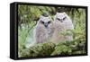 USA, Wyoming, Two Fledged Great Horned Owl Chicks Roosting in Conifer-Elizabeth Boehm-Framed Stretched Canvas