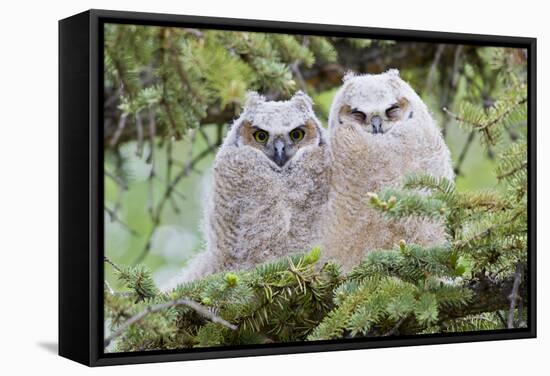 USA, Wyoming, Two Fledged Great Horned Owl Chicks Roosting in Conifer-Elizabeth Boehm-Framed Stretched Canvas