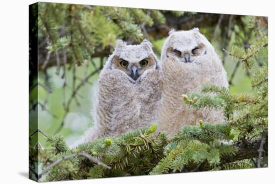 USA, Wyoming, Two Fledged Great Horned Owl Chicks Roosting in Conifer-Elizabeth Boehm-Stretched Canvas