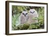 USA, Wyoming, Two Fledged Great Horned Owl Chicks Roosting in Conifer-Elizabeth Boehm-Framed Photographic Print