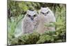 USA, Wyoming, Two Fledged Great Horned Owl Chicks Roosting in Conifer-Elizabeth Boehm-Mounted Photographic Print