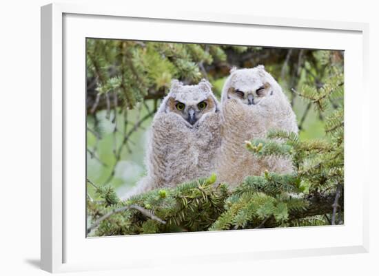 USA, Wyoming, Two Fledged Great Horned Owl Chicks Roosting in Conifer-Elizabeth Boehm-Framed Photographic Print