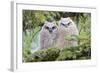 USA, Wyoming, Two Fledged Great Horned Owl Chicks Roosting in Conifer-Elizabeth Boehm-Framed Photographic Print