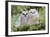 USA, Wyoming, Two Fledged Great Horned Owl Chicks Roosting in Conifer-Elizabeth Boehm-Framed Photographic Print