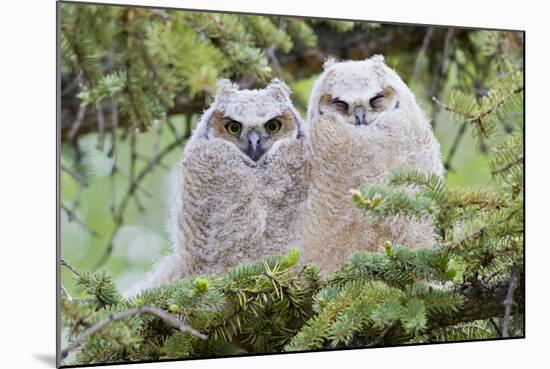 USA, Wyoming, Two Fledged Great Horned Owl Chicks Roosting in Conifer-Elizabeth Boehm-Mounted Photographic Print