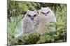 USA, Wyoming, Two Fledged Great Horned Owl Chicks Roosting in Conifer-Elizabeth Boehm-Mounted Photographic Print