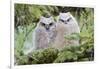 USA, Wyoming, Two Fledged Great Horned Owl Chicks Roosting in Conifer-Elizabeth Boehm-Framed Photographic Print