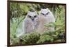 USA, Wyoming, Two Fledged Great Horned Owl Chicks Roosting in Conifer-Elizabeth Boehm-Framed Photographic Print