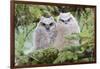 USA, Wyoming, Two Fledged Great Horned Owl Chicks Roosting in Conifer-Elizabeth Boehm-Framed Photographic Print