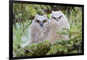 USA, Wyoming, Two Fledged Great Horned Owl Chicks Roosting in Conifer-Elizabeth Boehm-Framed Photographic Print