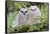 USA, Wyoming, Two Fledged Great Horned Owl Chicks Roosting in Conifer-Elizabeth Boehm-Framed Stretched Canvas