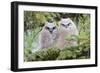 USA, Wyoming, two fledged Great Horned Owl chicks roosting in conifer-Elizabeth Boehm-Framed Photographic Print