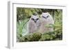 USA, Wyoming, two fledged Great Horned Owl chicks roosting in conifer-Elizabeth Boehm-Framed Photographic Print