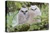 USA, Wyoming, two fledged Great Horned Owl chicks roosting in conifer-Elizabeth Boehm-Stretched Canvas