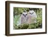 USA, Wyoming, two fledged Great Horned Owl chicks roosting in conifer-Elizabeth Boehm-Framed Photographic Print