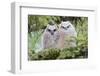 USA, Wyoming, two fledged Great Horned Owl chicks roosting in conifer-Elizabeth Boehm-Framed Photographic Print