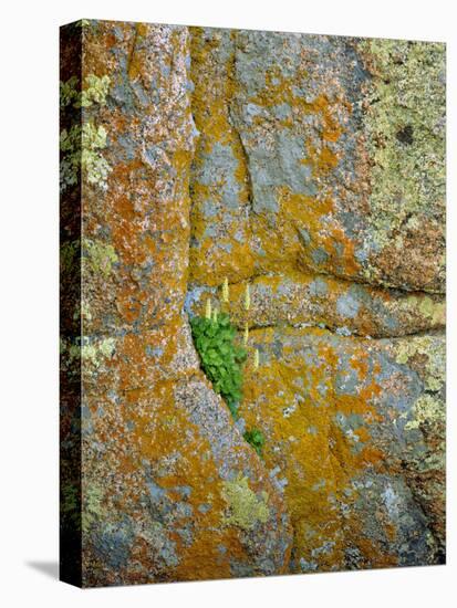 USA, Wyoming, Vedauwoo Park. Poker Heuchera Plant on Cliff Face-Steve Terrill-Stretched Canvas