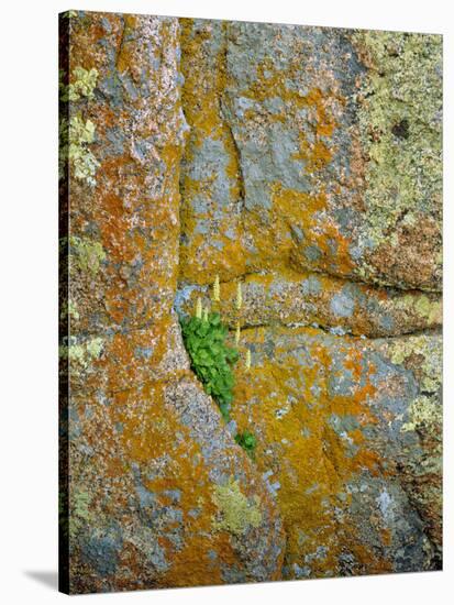 USA, Wyoming, Vedauwoo Park. Poker Heuchera Plant on Cliff Face-Steve Terrill-Stretched Canvas