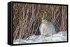 USA, Wyoming, White Tailed Jackrabbit Sitting on Snow in Willows-Elizabeth Boehm-Framed Stretched Canvas