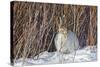 USA, Wyoming, White Tailed Jackrabbit Sitting on Snow in Willows-Elizabeth Boehm-Stretched Canvas