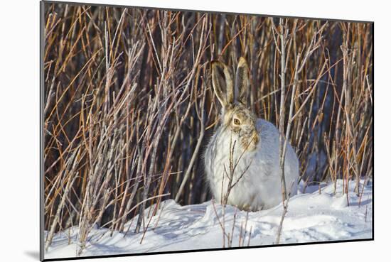 USA, Wyoming, White Tailed Jackrabbit Sitting on Snow in Willows-Elizabeth Boehm-Mounted Photographic Print