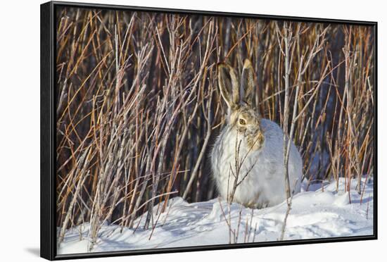 USA, Wyoming, White Tailed Jackrabbit Sitting on Snow in Willows-Elizabeth Boehm-Framed Photographic Print