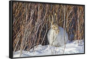 USA, Wyoming, White Tailed Jackrabbit Sitting on Snow in Willows-Elizabeth Boehm-Framed Photographic Print