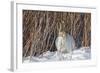 USA, Wyoming, White Tailed Jackrabbit Sitting on Snow in Willows-Elizabeth Boehm-Framed Photographic Print