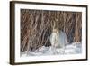 USA, Wyoming, White Tailed Jackrabbit Sitting on Snow in Willows-Elizabeth Boehm-Framed Photographic Print