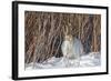 USA, Wyoming, White Tailed Jackrabbit Sitting on Snow in Willows-Elizabeth Boehm-Framed Photographic Print