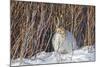 USA, Wyoming, White Tailed Jackrabbit Sitting on Snow in Willows-Elizabeth Boehm-Mounted Photographic Print