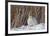 USA, Wyoming, White Tailed Jackrabbit Sitting on Snow in Willows-Elizabeth Boehm-Framed Photographic Print