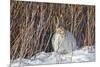 USA, Wyoming, White Tailed Jackrabbit Sitting on Snow in Willows-Elizabeth Boehm-Mounted Photographic Print