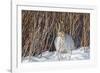 USA, Wyoming, White Tailed Jackrabbit Sitting on Snow in Willows-Elizabeth Boehm-Framed Photographic Print