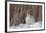 USA, Wyoming, White Tailed Jackrabbit Sitting on Snow in Willows-Elizabeth Boehm-Framed Photographic Print