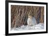 USA, Wyoming, White Tailed Jackrabbit Sitting on Snow in Willows-Elizabeth Boehm-Framed Photographic Print