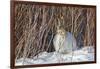 USA, Wyoming, White Tailed Jackrabbit Sitting on Snow in Willows-Elizabeth Boehm-Framed Photographic Print