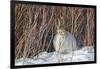 USA, Wyoming, White Tailed Jackrabbit Sitting on Snow in Willows-Elizabeth Boehm-Framed Photographic Print