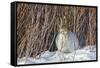 USA, Wyoming, White Tailed Jackrabbit Sitting on Snow in Willows-Elizabeth Boehm-Framed Stretched Canvas