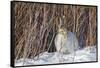 USA, Wyoming, White Tailed Jackrabbit Sitting on Snow in Willows-Elizabeth Boehm-Framed Stretched Canvas