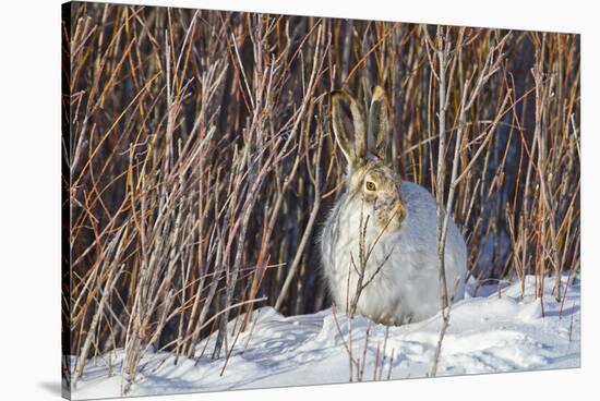 USA, Wyoming, White Tailed Jackrabbit Sitting on Snow in Willows-Elizabeth Boehm-Stretched Canvas